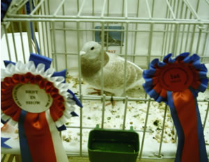 Best in Show Doncaster 2004.