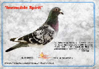 Invincible Spirit