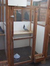 Individual Breeding pens at the loft of Marc Pollin.