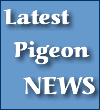 Pigeonbasics.com - News