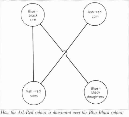 How the Ash-Red colour is dominant over the Blue-Black colour.