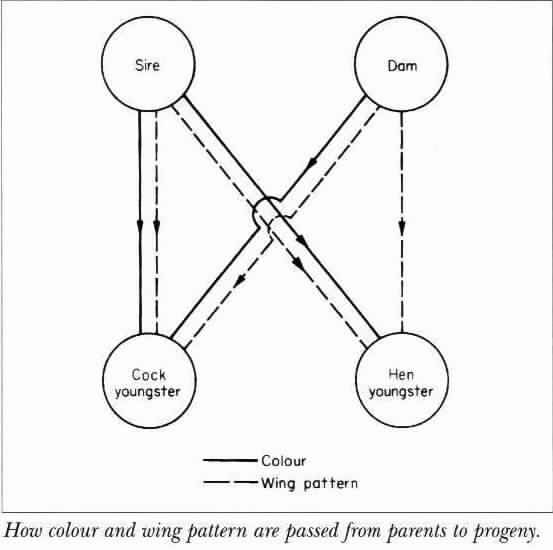 How colour and wing pattern are passed from parents to progeny.