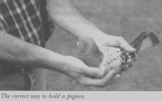 How to hold a pigeon