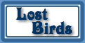 Lost/Stray Pigeons