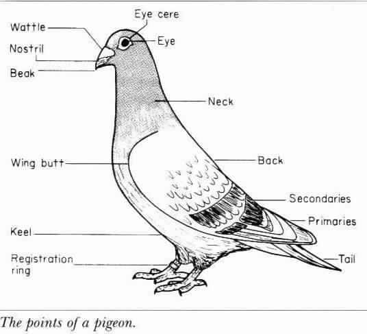 The points of a pigeon.