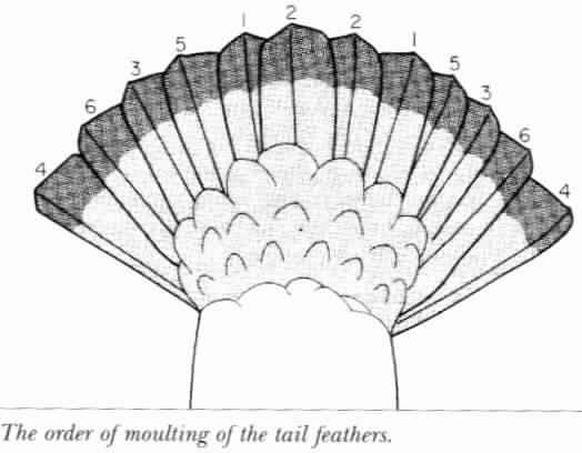 The order of moulting of tail feathers.