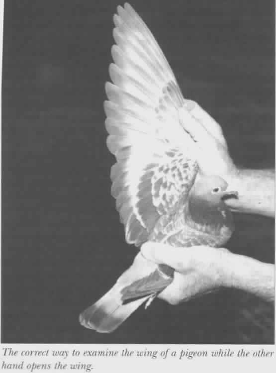 The correct way to examine the wing of a pigeon while the other hand opens the wing.