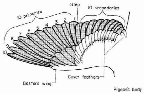 The order of moulting of primary wing feathers.